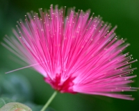 Pink Fan