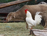 Fischer-Lamb-Rooster